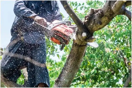 tree services Fort Worth